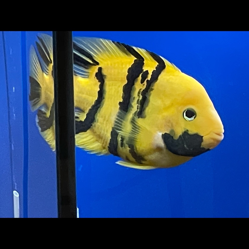 Meet your Posher, Julie